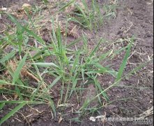 蘆葦打不死？教你一招，直接去根！